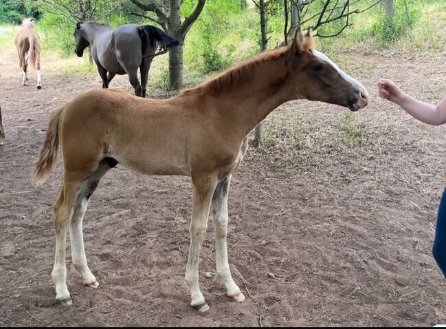 Deutsches Reitpony Hengstfohlen, Christian Blosfeld, Konie na sprzedaż, Sangerhausen , Image 3