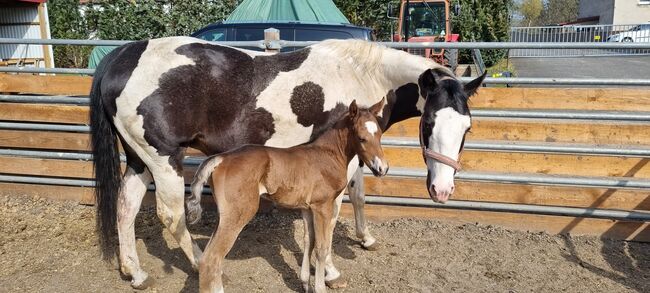 Paint horse Hengstfohlen, Jentzsch, Konie na sprzedaż, Eberswalde, Image 4