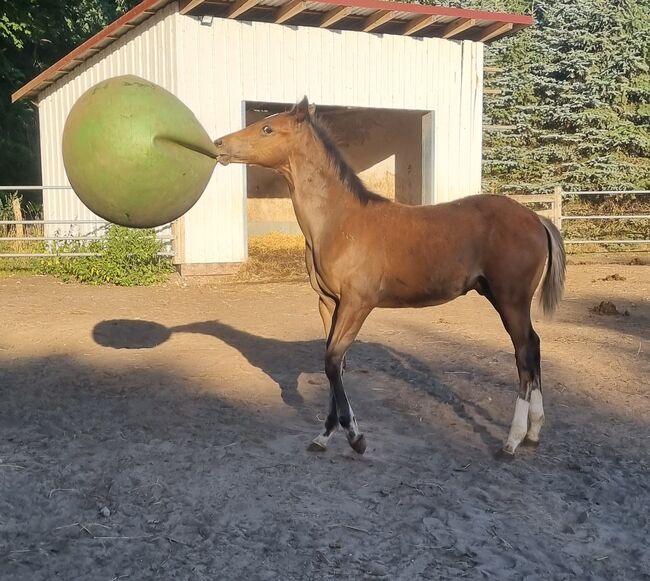 Paint horse Hengstfohlen, Jentzsch, Konie na sprzedaż, Eberswalde