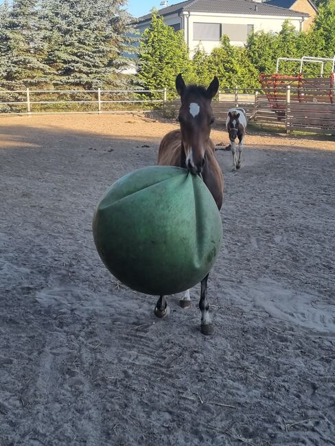 Paint horse Hengstfohlen, Jentzsch, Konie na sprzedaż, Eberswalde, Image 6