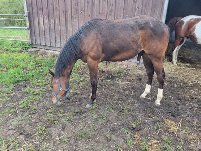 Paint horse Hengstfohlen, Jentzsch, Konie na sprzedaż, Eberswalde, Image 2