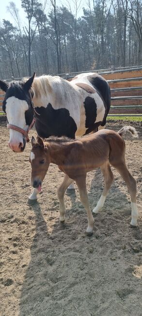 Paint horse Hengstfohlen, Jentzsch, Konie na sprzedaż, Eberswalde, Image 7