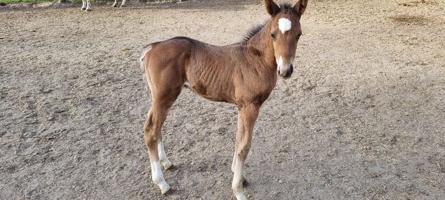 Paint horse Hengstfohlen, Jentzsch, Konie na sprzedaż, Eberswalde, Image 10