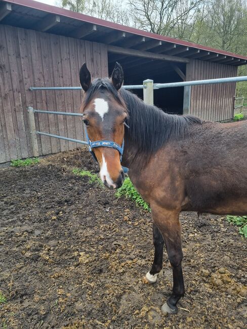 Paint horse Hengstfohlen, Jentzsch, Konie na sprzedaż, Eberswalde, Image 3