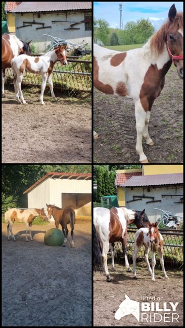 Paint horse  Hengstfohlen, Jentzsch, Konie na sprzedaż, Eberswalde, Image 11