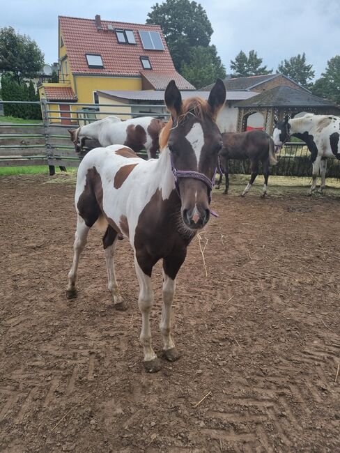 Paint horse  Hengstfohlen, Jentzsch, Konie na sprzedaż, Eberswalde, Image 10