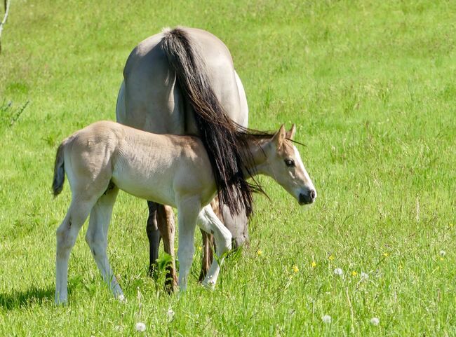 Im Ranchhorsetyp stehendes Quarter Horse Hengstfohlen in grullo, Kerstin Rehbehn (Pferdemarketing Ost), Konie na sprzedaż, Nienburg, Image 2