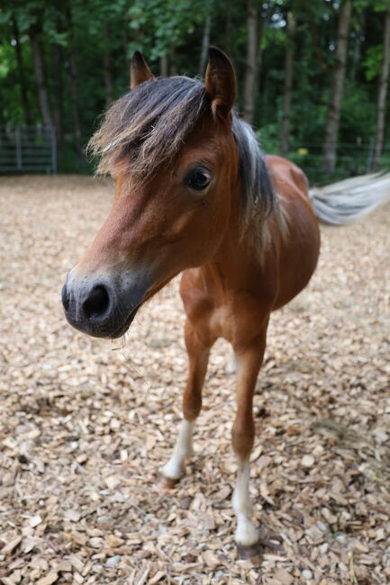 Welsh B Hengstfohlen aus 2024 zu verkaufen / Pony / Welsh A, Reitsport Klatt, Konie na sprzedaż, Pfullendorf