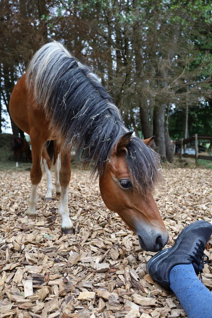 Welsh B Hengstfohlen aus 2024 zu verkaufen / Pony / Welsh A, Reitsport Klatt, Konie na sprzedaż, Pfullendorf, Image 6