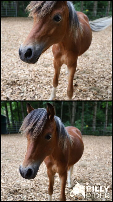 Welsh B Hengstfohlen aus 2024 zu verkaufen / Pony / Welsh A, Reitsport Klatt, Konie na sprzedaż, Pfullendorf, Image 7