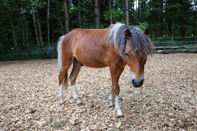 Welsh B Hengstfohlen aus 2024 zu verkaufen / Pony / Welsh A, Reitsport Klatt, Konie na sprzedaż, Pfullendorf, Image 3