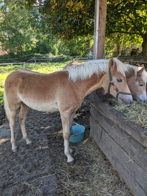 Tolle Haflinger Hengstfohlen, Monaco und Arthos , Konie na sprzedaż, Meerbeck , Image 7