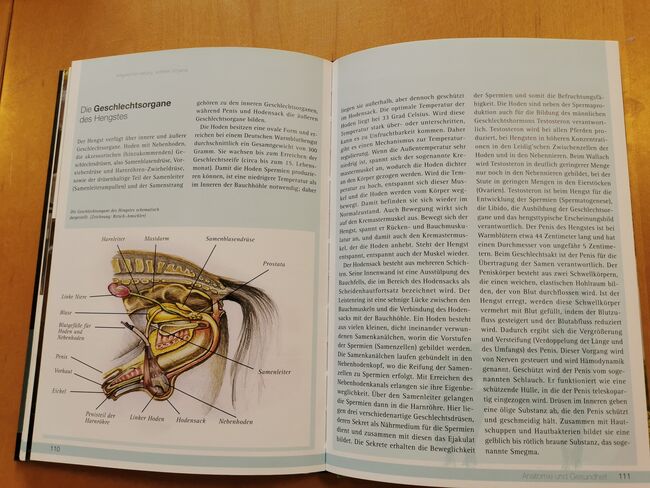 Hengste – Artgerechte Haltung, sicherer Umgang, cadmos verlag  Stefan Schneider, Mandy, Książki, Camburg, Image 5