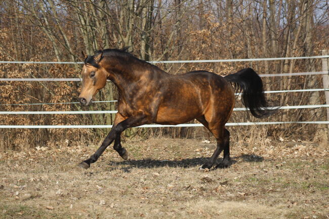 Deckanzeige - AQHA Reining Deckhengst, Manuela , Konie na sprzedaż, Pöttsching