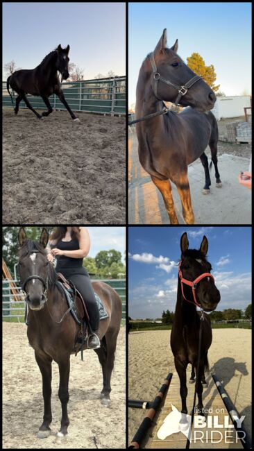 Verkaufsanzeige – Österreichisches Warmblut x Württemberger Warmblut, First Edition , Konie na sprzedaż, Wien, Donaustadt, Image 6