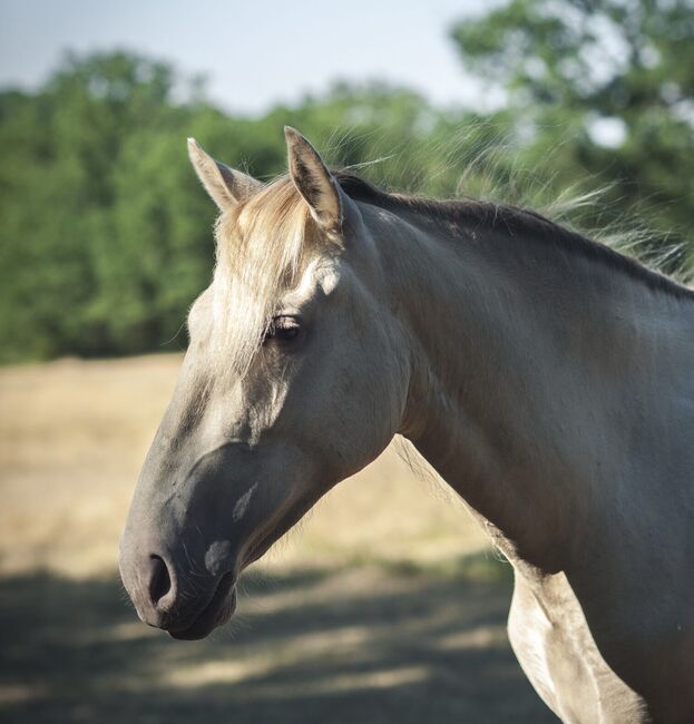 Ojalá de Alambar - PRE Pura Raza Espanola, Stute, 2 Jahre, Isabelo/ Isabela Negra (Double Pearl), WOW Pferd  (WOW Pferd), Konie na sprzedaż, Bayern - Attenkirchen