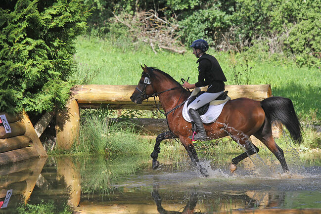 Deckanzeige Cruzado, Birgit, Konie na sprzedaż, Neumarkt-Sankt Veit