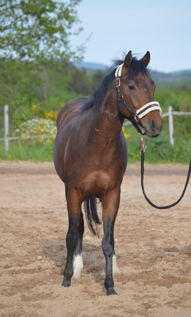 unkomplizierter Quarter Horse Wallach mit guter Reiningabstammung, Kerstin Rehbehn (Pferdemarketing Ost), Horses For Sale, Nienburg, Image 6