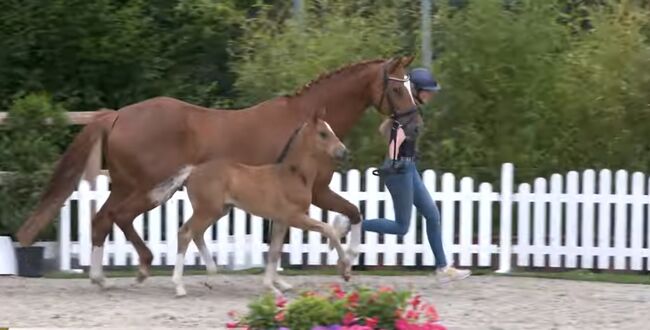 OL stutfohlen dressur, Henrike Folkens , Horses For Sale, Butjadingen , Image 3