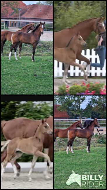 OL stutfohlen dressur, Henrike Folkens , Horses For Sale, Butjadingen , Image 6