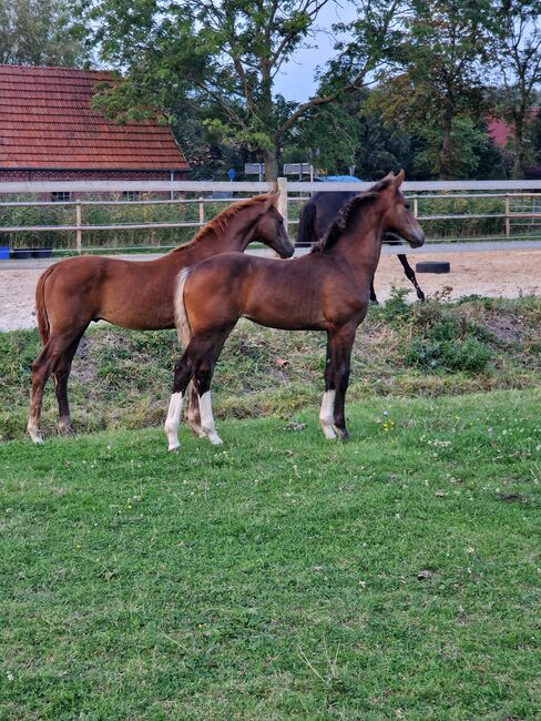 OL stutfohlen dressur, Henrike Folkens , Horses For Sale, Butjadingen , Image 2