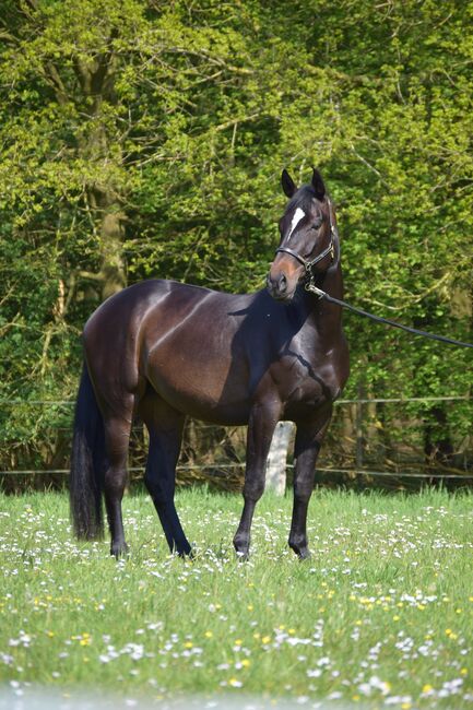 OL Stute, zuchtstute, freizeitpferd, Henrike Folkens , Horses For Sale, Butjadingen 