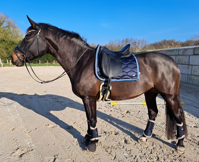 OL Stute, zuchtstute, freizeitpferd, Henrike Folkens , Horses For Sale, Butjadingen , Image 2
