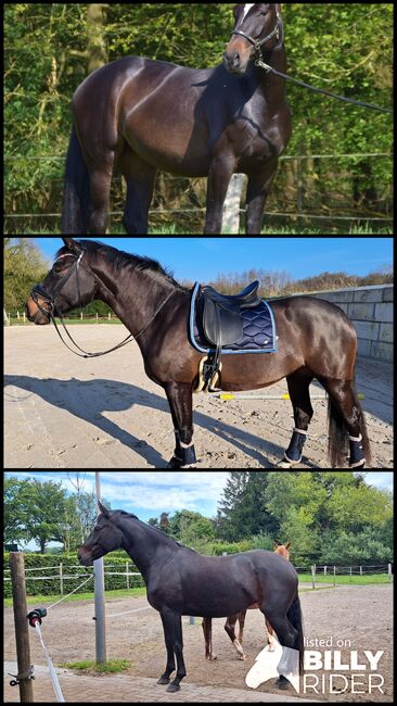 OL Stute, zuchtstute, freizeitpferd, Henrike Folkens , Horses For Sale, Butjadingen , Image 4