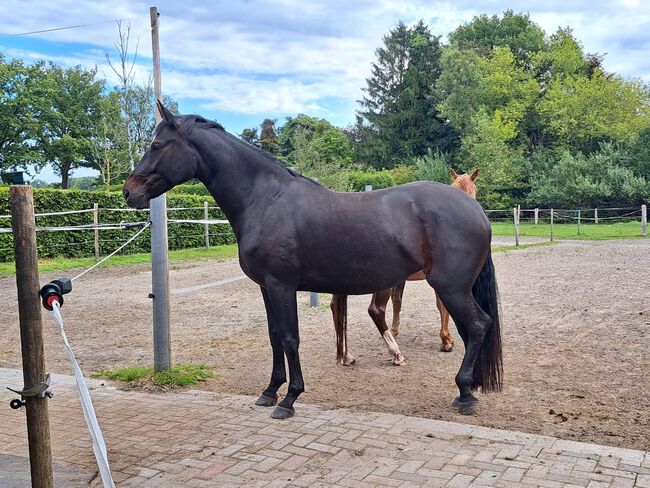OL Stute, zuchtstute, freizeitpferd, Henrike Folkens , Horses For Sale, Butjadingen , Image 3