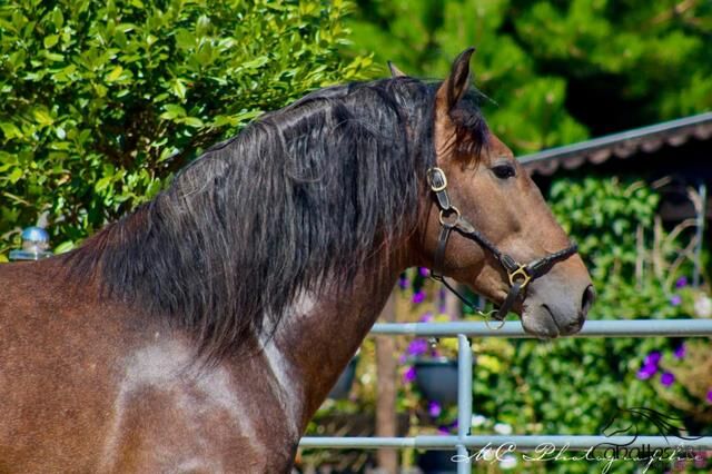 Barockkoffer vom alten Typ - Top Abstammung - Super Charakter, Thomas Adams (Caballos PRE), Horses For Sale, Bell, Image 3