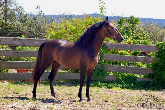 Barockkoffer vom alten Typ - Top Abstammung - Super Charakter, Thomas Adams (Caballos PRE), Horses For Sale, Bell, Image 7