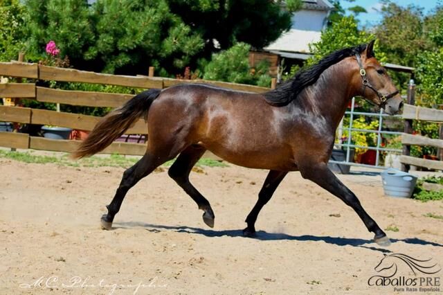 Barockkoffer vom alten Typ - Top Abstammung - Super Charakter, Thomas Adams (Caballos PRE), Horses For Sale, Bell, Image 6