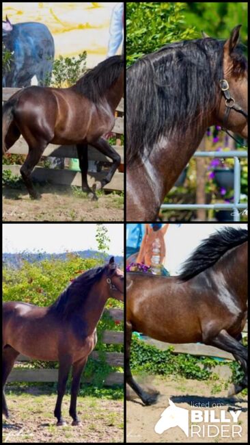 Barockkoffer vom alten Typ - Top Abstammung - Super Charakter, Thomas Adams (Caballos PRE), Horses For Sale, Bell, Image 9