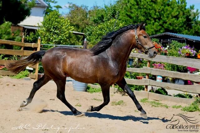 Barockkoffer vom alten Typ - Top Abstammung - Super Charakter, Thomas Adams (Caballos PRE), Horses For Sale, Bell, Image 8