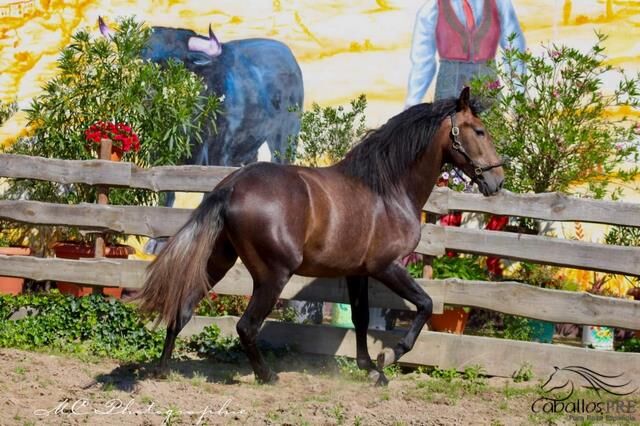 Barockkoffer vom alten Typ - Top Abstammung - Super Charakter, Thomas Adams (Caballos PRE), Horses For Sale, Bell