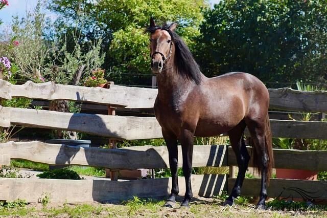 Barockkoffer vom alten Typ - Top Abstammung - Super Charakter, Thomas Adams (Caballos PRE), Horses For Sale, Bell, Image 2