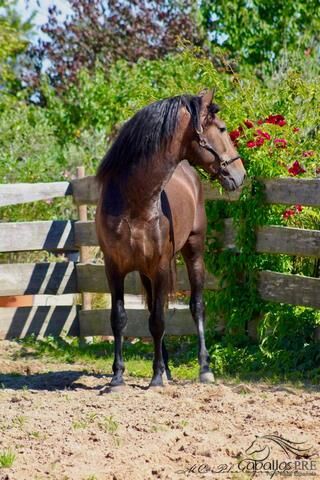 Barockkoffer vom alten Typ - Top Abstammung - Super Charakter, Thomas Adams (Caballos PRE), Horses For Sale, Bell, Image 4