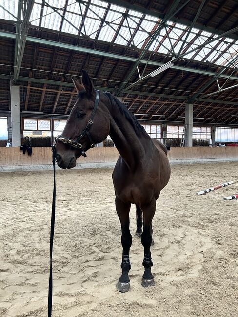 Oldenburger Wallach, Nico , Horses For Sale, Schörfling am Attersee