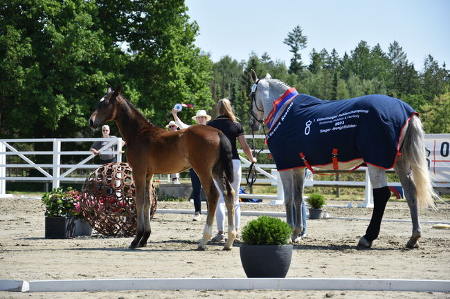 Oldenburger Hengstjährling Elite, Manuela Walter , Horses For Sale, Vaalermoor, Image 2