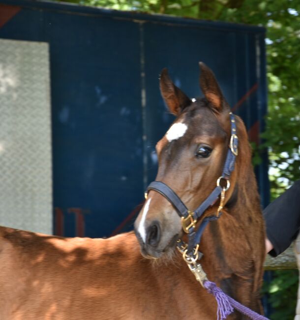 Oldenburger Hengstjährling Elite, Manuela Walter , Horses For Sale, Vaalermoor