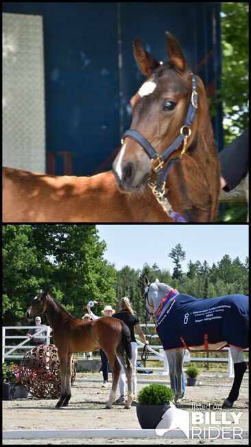 Oldenburger Hengstjährling Elite, Manuela Walter , Horses For Sale, Vaalermoor, Image 3