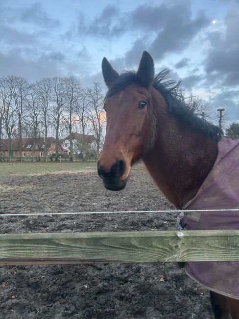 Oldenburger Stute,  E .p , Horses For Sale, Thedinghausen, Image 3