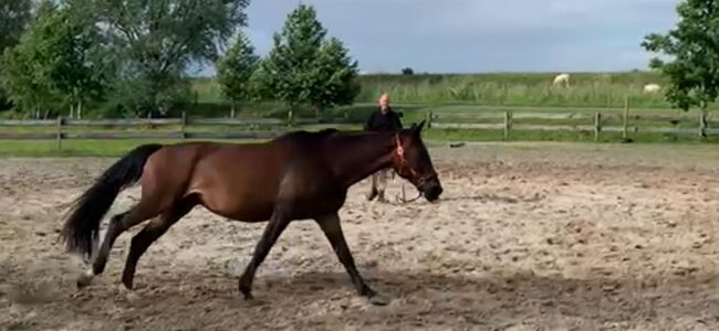 Oldenburger Stute , Freizeitpferd, Zuchtstute, Lonser , Horses For Sale, Ostrhauderfehn , Image 10