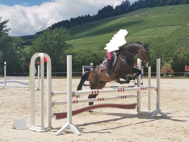 Oldenburger Springpferd 14jähriger Wallach / Corlensky x Landor S, Sebastian Koch, Horses For Sale, Veldenz, Image 2