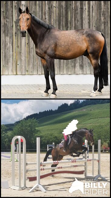 Oldenburger Springpferd 14jähriger Wallach / Corlensky x Landor S, Sebastian Koch, Horses For Sale, Veldenz, Image 3