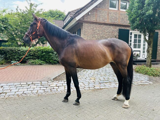 Oldenburger Stute , Freizeitpferd, Zuchtstute, Lonser , Horses For Sale, Ostrhauderfehn , Image 8