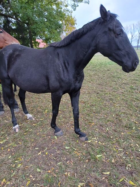 Oldenburger Rappstute, Özlem  Birekul , Horses For Sale, Georgenthal , Image 6