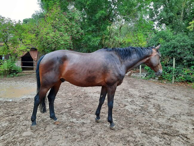 Oldenburger Wallach, Sylvia, Horses For Sale, Groß-Rohrheim