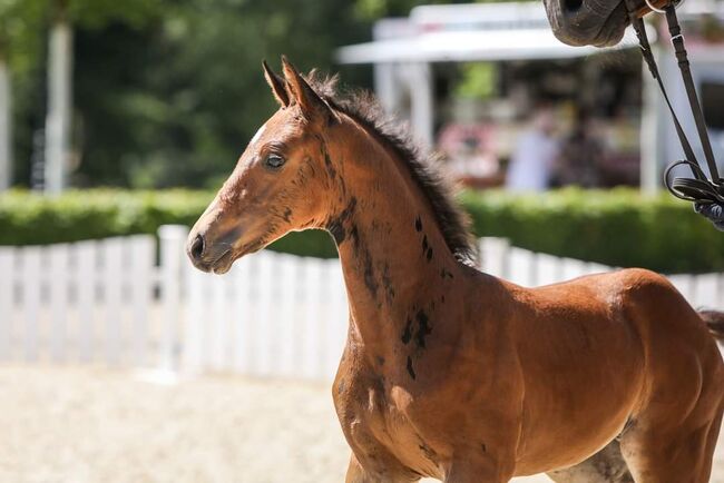 Oldenburger Hengst 2jährig, OS Elite, Manuela Walter , Horses For Sale, Vaalermoor