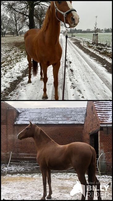 Oldenburger Stute Dressur Freizeit und Zucht, Privat, Horses For Sale, Schönhausen (Elbe), Image 3